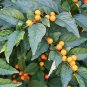 25 Seeds JERUSALEM CHERRY Madeira Winter Solanum Pseudocapsicum Flower (Seeds)