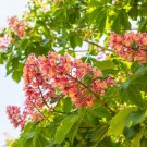 20 Seeds EAST INDIAN ALMOND Tree Terminalia Myriocarpa Hollock Yellow Pink Flower (Seeds)