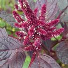250 Seeds PRINCES FEATHER AMARANTHUS Cruentus Oeschberg Purple Red Flower Herb (Seeds)