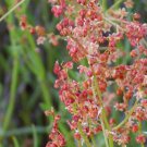 100 Seeds SHEEP SORREL Rumex Acetosella Red Field Sorrel Sour Weed Herb Flower (Seeds)