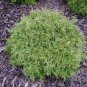 25 Seeds THUJA TREE Cedar Thuja Occidentalis Conifer (Seeds)