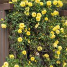 5 Seeds YELLOW CLIMBING ROSE Rosa Bush Vine Climber Fragrant Butterfly Flower (Seeds)