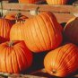 50 Seeds JACK O LANTERN PUMPKIN Cucurbita Maxima Vegetable (Seeds)