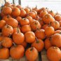 50 Seeds JACK O LANTERN PUMPKIN Cucurbita Maxima Vegetable (Seeds)
