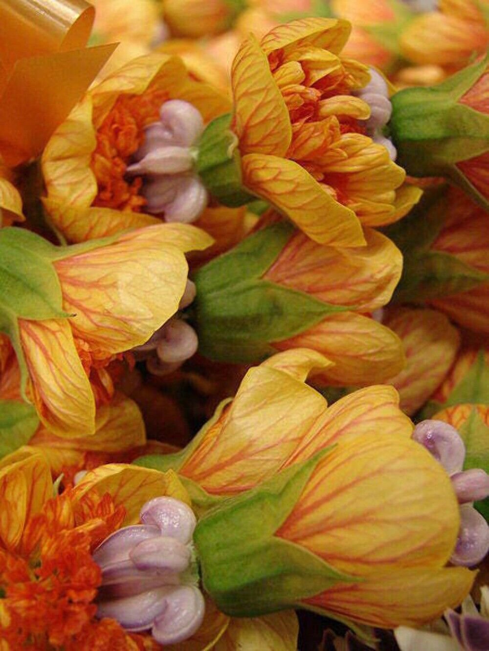 30 Seeds Mixed Colors FLOWERING MAPLE Abutilon Hybridum Chinese Bell Flower Tree (Seeds)