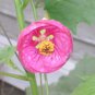 30 Seeds Mixed Colors FLOWERING MAPLE Abutilon Hybridum Chinese Bell Flower Tree (Seeds)