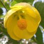 30 Seeds Mixed Colors FLOWERING MAPLE Abutilon Hybridum Chinese Bell Flower Tree (Seeds)
