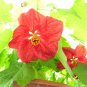 30 Seeds Mixed Colors FLOWERING MAPLE Abutilon Hybridum Chinese Bell Flower Tree (Seeds)