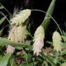 100 Seeds NORTHERN SEA OATS Grass Inland Chasmanthium (Seeds)