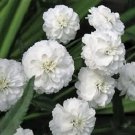 150 Seeds PEARL YARROW White Double Achillea Ptarmica Herb Flower (Seeds) 150 Seeds PEARL YARROW White Double Achillea Ptarmica Herb Flower (Seeds)