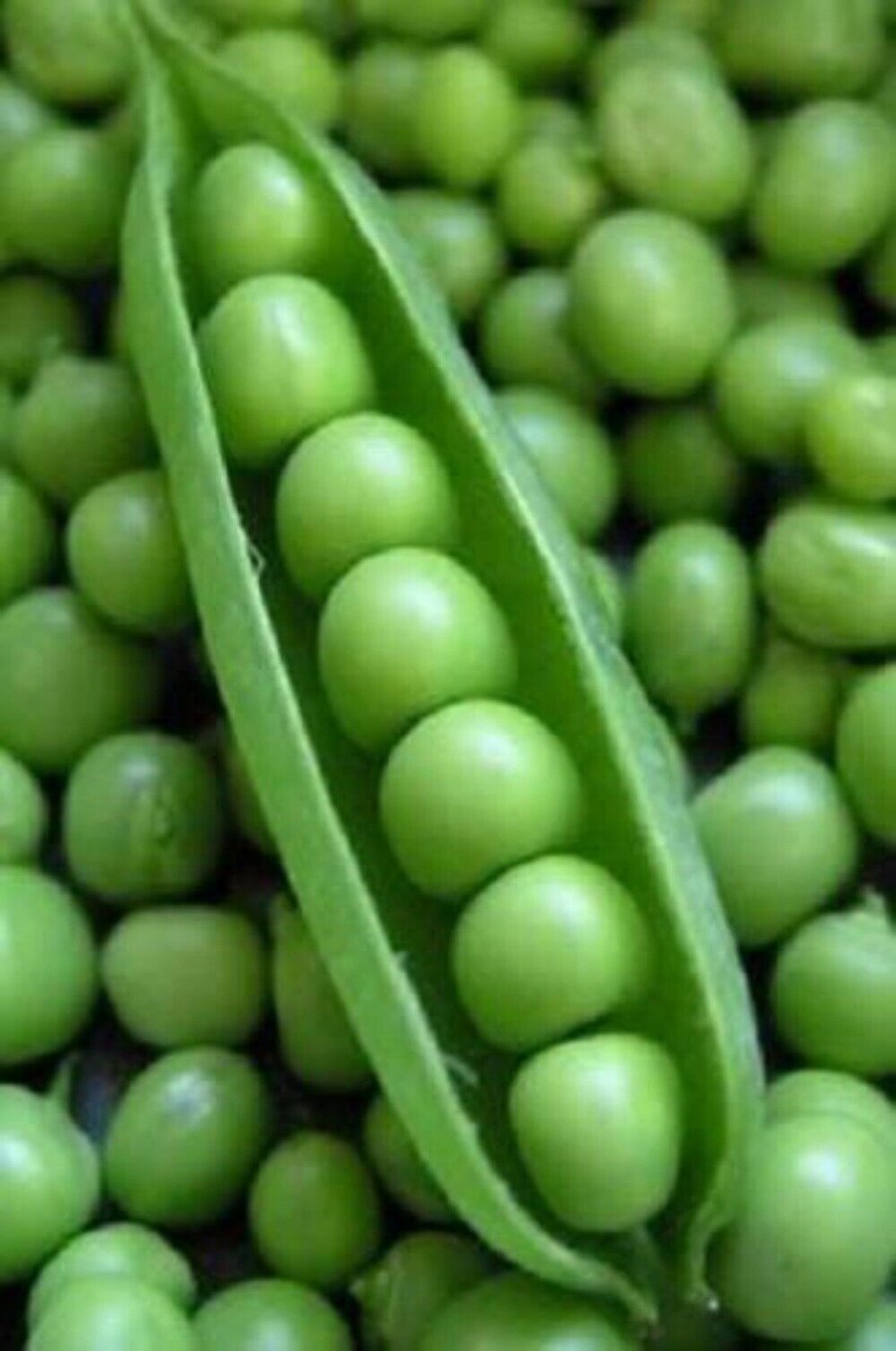 50 Seeds Super SUGAR SNAP PEA Pisum Sativum Macrocarpon Vegetable (Seeds)