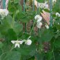 50 Seeds Super SUGAR SNAP PEA Pisum Sativum Macrocarpon Vegetable (Seeds)