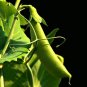 50 Seeds Super SUGAR SNAP PEA Pisum Sativum Macrocarpon Vegetable (Seeds)