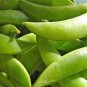 50 Seeds Super SUGAR SNAP PEA Pisum Sativum Macrocarpon Vegetable (Seeds)