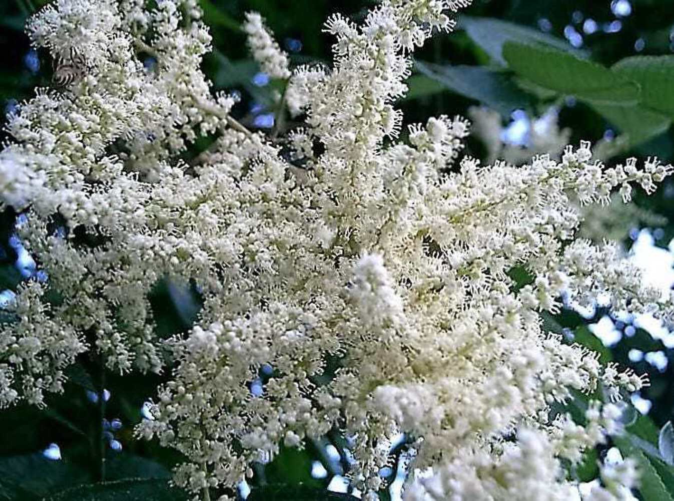 30 Seeds CHINESE SUMAC TREE Nutgall White Flowers Red Berries Rhus Chinensis (Seeds)