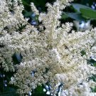 30 Seeds CHINESE SUMAC TREE Nutgall White Flowers Red Berries Rhus Chinensis (Seeds) 30 Seeds CHINESE SUMAC TREE Nutgall White Flowers Red Berries Rhus Chinensis (Seeds)
