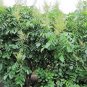 30 Seeds CHINESE SUMAC TREE Nutgall White Flowers Red Berries Rhus Chinensis (Seeds)