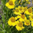 2000 Seeds AUTUMN SNEEZEWEED Dogtooth Helens Flower Helenium Autumnale Flower (Seeds)