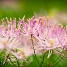 5 Seeds COLUMBINE MEADOW RUE Thalictrum Aquilegifolium Purple Pink Flower (Seeds) 5 Seeds COLUMBINE MEADOW RUE Thalictrum Aquilegifolium Purple Pink Flower (Seeds)