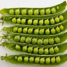 50 Seeds GREEN ARROW PEA Heirloom Shelling English Pisum Sativum Vegetable (Seeds)