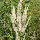 1000 Seeds CULVERS ROOT (Black Root) Veronicastrum Virginicum Flower (Seeds)