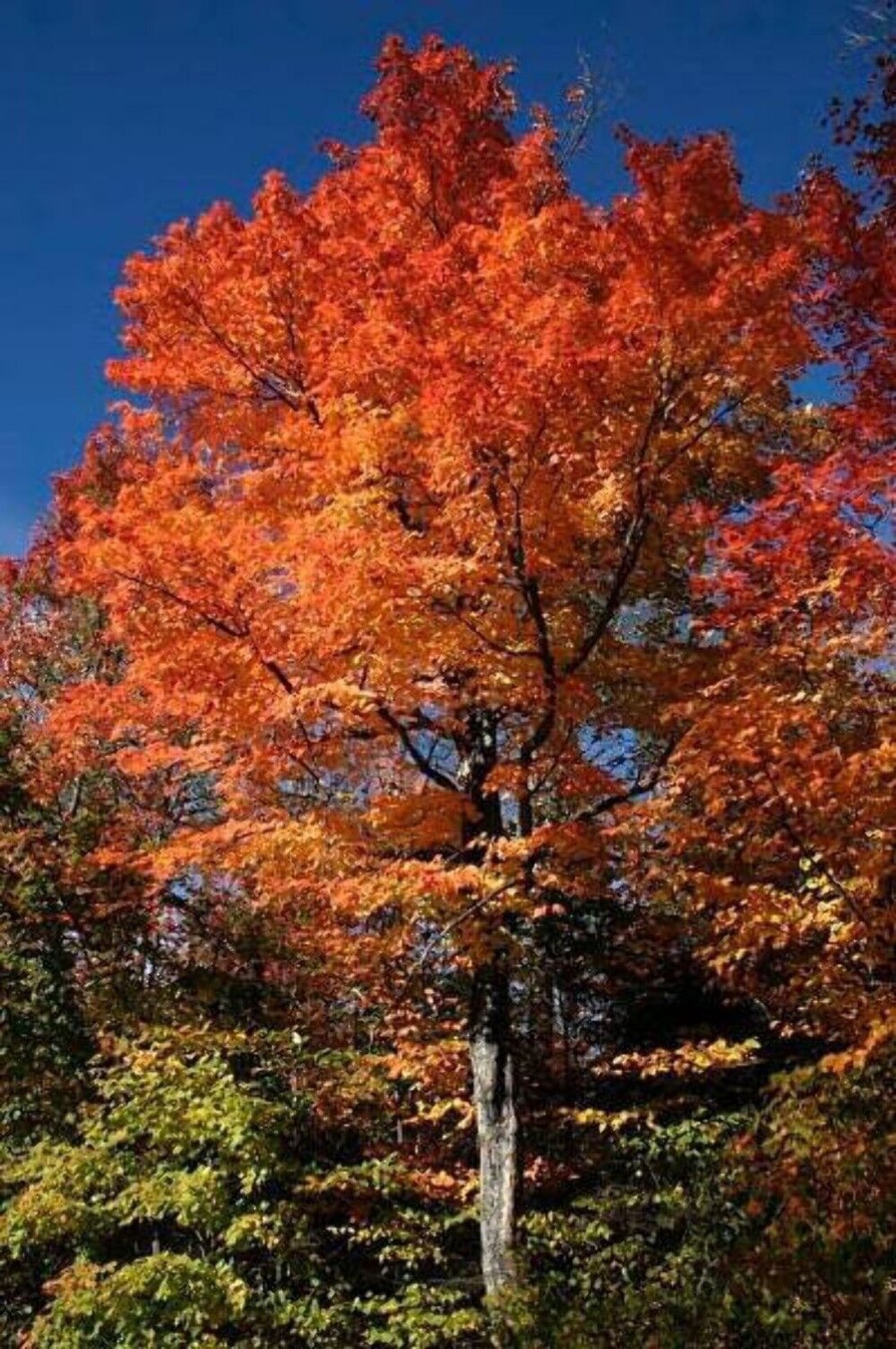 20 Seeds Tartarian FLAME MAPLE TREE Red Acer Tartaricum (Seeds)