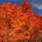 20 Seeds Tartarian FLAME MAPLE TREE Red Acer Tartaricum (Seeds)