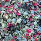 40 Seeds AMERICAN HOLLY Ilex Opaca Evergreen Red Berry Tree Shrub (Seeds)