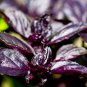 500 Seeds DARK OPAL BASIL (Purple Ruffles) Ocimum Basilicum Herb Flower (Seeds)