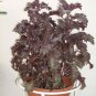500 Seeds DARK OPAL BASIL (Purple Ruffles) Ocimum Basilicum Herb Flower (Seeds)