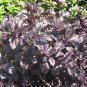 500 Seeds DARK OPAL BASIL (Purple Ruffles) Ocimum Basilicum Herb Flower (Seeds)