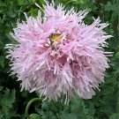 500 Seeds LILAC Pompom PEONY POPPY Papaver Laciniatum Purple Pompon Flower (Seeds)