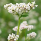 200 Seeds BUCKWHEAT Fagopyrum Esculentum Grain Cover Crop Ground Cover Flower (Seeds)