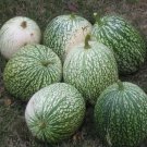 50 Seeds ROUND ZUCCHINI Summer SQUASH Cucurbita Pepo Vegetable (Seeds)