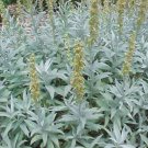 200 Seeds PRAIRIE SAGE Wormwood Fringed Sagebrush Sagewort Artemisia Ludovician (Seeds)