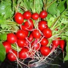 2000 Seeds CHERRY BELLE RADISH Raphanus Sativus Vegetable (Seeds) 2000 Seeds CHERRY BELLE RADISH Raphanus Sativus Vegetable (Seeds)