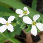 2000 Seeds CHERRY BELLE RADISH Raphanus Sativus Vegetable (Seeds)