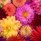 50 Seeds Unwins DWARF MIX DAHLIA Variabilis Mix Double Bicolor Purple Red Flower (Seeds)