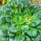 1000 Seeds TATSOI Brassica Rapa Rosularis Tat Soi Bok Choy Spinach Mustard Greens (Seeds)