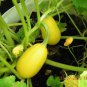 50 Seeds VEGETABLE SPAGHETTI SQUASH Winter Cucurbita Pepo (Seeds)