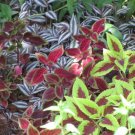 100 Seeds Mixed Colors COLEUS RAINBOW MIX Shade Houseplant Flower (Seeds)