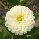 250 Seeds White POLAR BEAR ZINNIA Elegans Flower (Seeds)