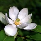 10 Seeds SWEETBAY MAGNOLIA Virginiana TREE Shrub Native Laurel White 3" Flower (Seeds) 10 Seeds SWEETBAY MAGNOLIA Virginiana TREE Shrub Native Laurel White 3" Flower (Seeds)