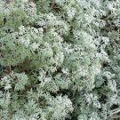 500 Seeds ABSINTHE WORMWOOD Common Artemisia Absinthium Green Ginger Herb Flower (Seeds)