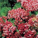 20 Seeds CINDERELLA MILKWEED Asclepias Incarnata Flower (Seeds)