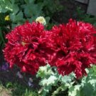 100 Seeds Giant Double RED PEONY POPPY Papaver Peoniflorum Flower (Seeds) 100 Seeds Giant Double RED PEONY POPPY Papaver Peoniflorum Flower (Seeds)