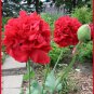 100 Seeds Giant Double RED PEONY POPPY Papaver Peoniflorum Flower (Seeds)
