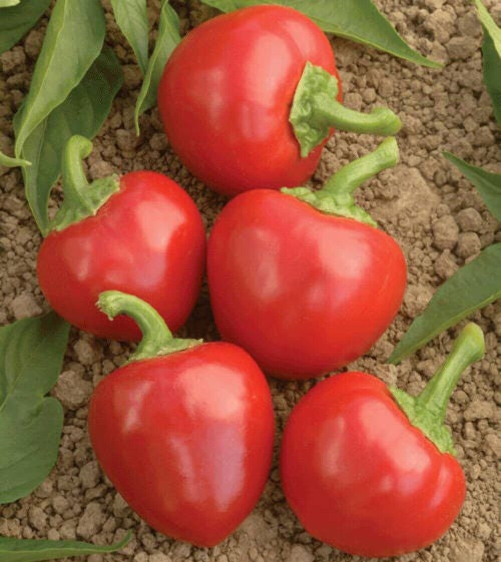 100 Seeds Red CHERRY HOTS PEPPER Finger Hots Chili Capsicum Annuum Vegetable (Seeds)