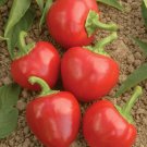 100 Seeds Red CHERRY HOTS PEPPER Finger Hots Chili Capsicum Annuum Vegetable (Seeds) 100 Seeds Red CHERRY HOTS PEPPER Finger Hots Chili Capsicum Annuum Vegetable (Seeds)