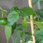 100 Seeds Red CHERRY HOTS PEPPER Finger Hots Chili Capsicum Annuum Vegetable (Seeds)